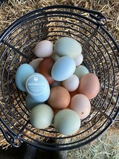 6+ Colorful Layer Rare Breeds Mixed Chicken Hatching eggs NPIP AI picture