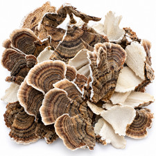 Turkey Tail Mushroom Trametes Versicolor Dried Natural 500g Wildcrafted Herb picture