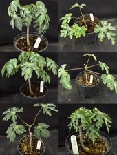 RareSucculent Plant Adenia metamorpha OwnRoot Random Boutique Garden picture