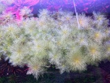 3 Stems myriophyllum mattogrossense Golden Live aquarium plant Free S/H Rare picture