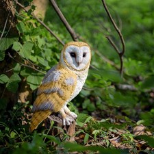 SoReal Yellow Barn Owl on branch | Handcrafted Decorative Bird Statue picture