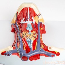 1:1 Anterior cervical muscle, neck muscle nerve, medical anatomical model picture