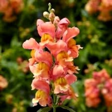 20 + Beautiful Fluffy Snapdragon Flower Seeds / Spring/ Summer/colorful Mix picture