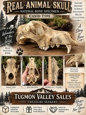 Real Canid Animal Skull Approx 9” Natural Bone Teeth Taxidermy Oddities Decor picture
