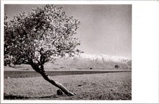 Malatya Turkey Spring Flowers Snow Mountains New York World's Fair Postcard picture