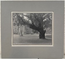 Antique William DASSONVILLE of San Francisco Photograph Monterey CA Oak Trees picture