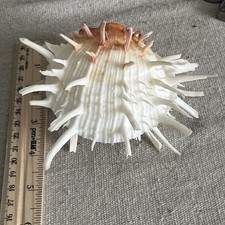 Vintage Spiny Oyster Shell Pair, Spondylus Barbatus, Thorny Oyster In Nice Shape picture