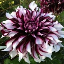US-Seller Rare Beautiful Perennial Dahlia Flowers Seeds 20PCS picture