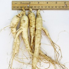 WOHO Cultivated Fresh Ginseng American Ginseng Jumbo 8oz (6-8 Roots) by WOHO picture