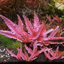 Cryptocoryne Flamingo - Rare Fresh Water Aquatic Plants（buy2get2 free limited） picture