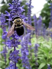 200+ Hyssop Seeds-Hyssopus officinalis -Medicinal And culinary herb. picture