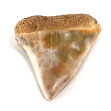 Fossil Mako Shark Tooth Isurus hastalis (EA7783) Nth Carolina USA. picture