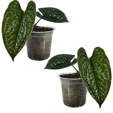 Anthurium Luxurian (Pack of 2) Exotic Green Indoor House Plant picture