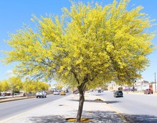 15 Parkinsonia aculeata Jerusalem Thorn Palo Verde Flowering Tree Seeds picture