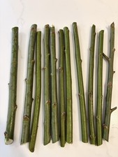 20 Austree Hybrid Willow Tree Cuttings Freshly Harvested After Order is Placed picture