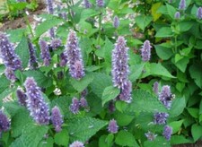 200+Hyssop Seeds Mint family Blue flowers Fragrant Perennial Herb Seeds USA picture