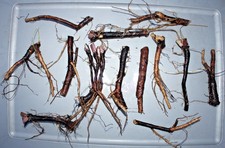 20 Pieces Fresh Harvest Russian Organic Comfrey Roots for Planting New Plants picture