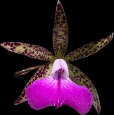 Bc Tigrinodosa 4N x C. Peckhaviensis 'HOF', blooming size brassavola 2.5