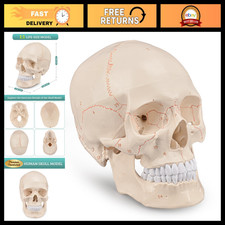 Realistic Life-Size Human Skull Anatomy Model - Detailed Numbered Educational To picture