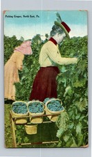 Picking Grapes North East PA Vineyard Women Harvest Antique Postcard Pre-1917 picture