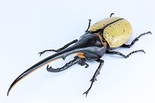 Fujimi Research No.26 Hercules Beetle Model Kit From Japan New Animal Science picture