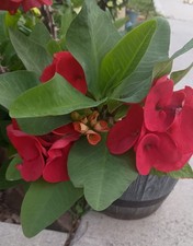 Jumbo Red New Millionaire Crown of Thorns Cutting (1 count/No Roots) picture