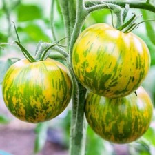 Green Zebra Tomato, 30 Seeds, BUY 2 GET 1 FREE, NON-GMO, picture