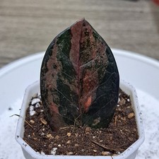 ZZ Rare Zamioculcas Zamiifolia Raven Black Green Pink Variegated Plant 13 picture