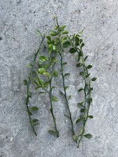 Australian Finger Lime 5 Cuttings No Root Ready To Plant picture