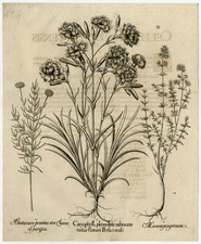 Rare Antique Master Print-CARNATION-THYMUS-LAVENDER-Besler-Custos-1713 picture