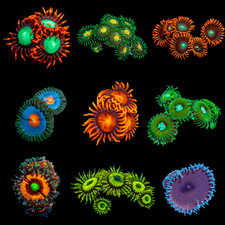 Zoanthid Coral Frag Pack Live – 5 Colorful Healthy Frags 2–5 Polyps Each picture