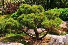 3 Japanese Black Pine Pinus thunbergii Starter Plant picture