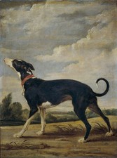 stunning oil painting handpainted on canvas-A greyhound on the prowl picture