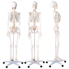Human Skeleton Model Anatomical Skeleton Life Size with Muscle Points picture