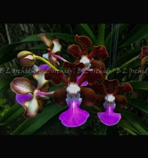 Vanda insignis picture