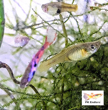 PK Endlers ROCKING PINK CHILI ENDLERS - CHOOSE OPTIONS picture