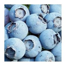 Blueberry Patriot Live Plant Cold Hardy Early Fruit Bush picture