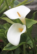 Imported Veriety Calla Lily flower bulb White, Pack of 2 flower bulbs picture