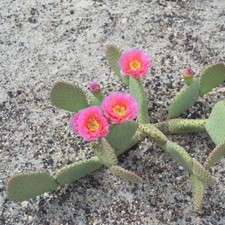 Beavertail Cactus 'Virgin River Rainbow' (Opuntia auera) HARDY picture