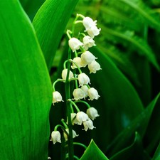 lily of the valley live plant bareroot 10 pips picture