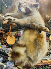 Raccoon Taxidermy Wall Mount, Life-size Mount Posed on a Natural Wood Branch picture