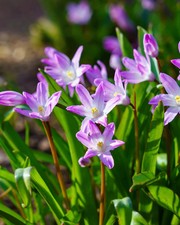 Pink Glory of the Snow - 25 bulbs picture