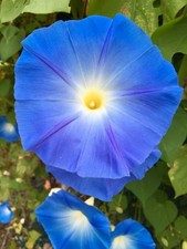 50 HEAVENLY BLUE MORNING GLORY SEEDS | SALE NON GMO picture