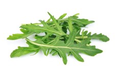 500 ROCKET ARUGULA SEEDS ~ heirloomseedguy ~ 2026 ~ NON-GMO picture