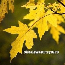 Yellow Maple Tree (7) X 7” Cuttings~Perennials picture