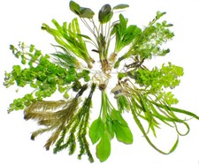 10 Live Aquarium Plants Aquatic Plant Pack Amazon Sword Java Fern Anubias +MORE✅ picture
