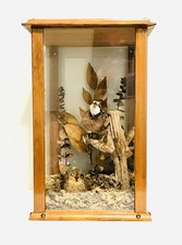 Vintage Taxidermy Male & Female Bobwhite Quails In 19