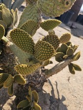 Bunnys ears cactus, Opuntia microdysas, 3-5