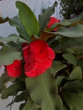 Red Crown of Thorns Cutting / Esqueje de Corona de Cristo Rojo (No roots) picture