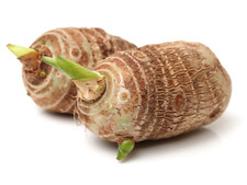20 LIVE Colocasia Esculenta Elephant Ear Taro Gabi Kalo Eddo Bulbs READY to GROW picture
